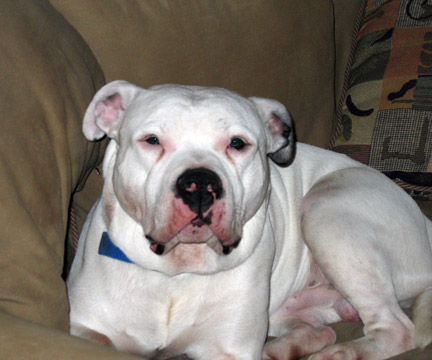 gallery/Litters/JJ-Angel/b_jessejames_6.jpg