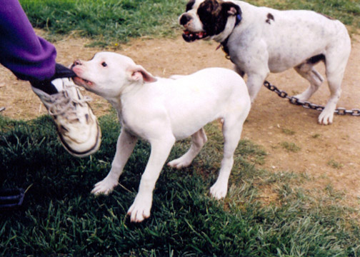 gallery/Litters/JJ-Angel/br-shiner_2.jpg