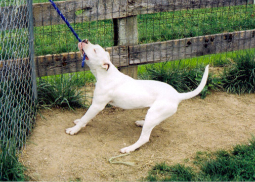 gallery/Litters/JJ-Angel/br-shiner_3.jpg