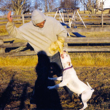 gallery/Litters/JJ-Angel/br-shiner_7.jpg