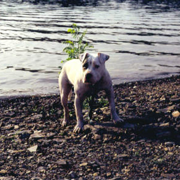 gallery/Litters/JJ-Angel/br-shiner_8.jpg