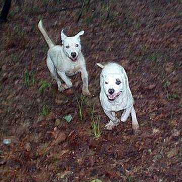 gallery/Litters/JJ-Angel/d1_wk-pups_1.jpg