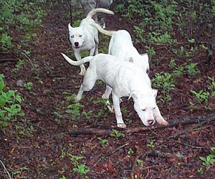 gallery/Litters/JJ-Angel/d1_wk-pups_2.jpg