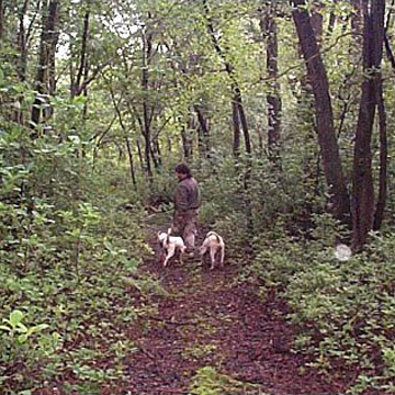 gallery/Litters/JJ-Angel/d1_wk-pups_3.jpg