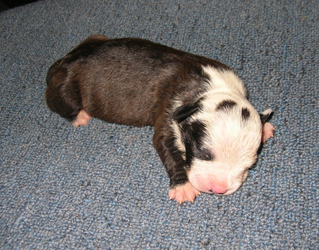 gallery/Litters/Junior-Gypsy/1wk-female1.jpg