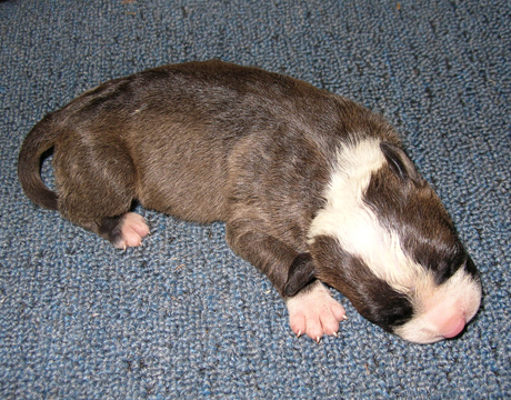 gallery/Litters/Junior-Gypsy/1wk-female2.jpg