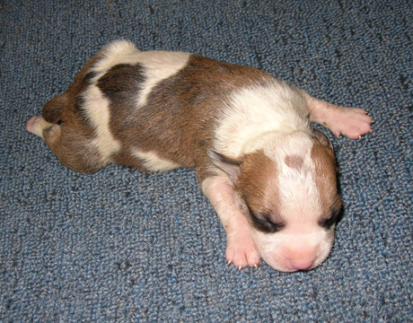 gallery/Litters/Junior-Gypsy/1wk-male1.jpg