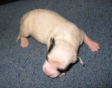 gallery/Litters/Junior-Gypsy/1wk-male2.jpg