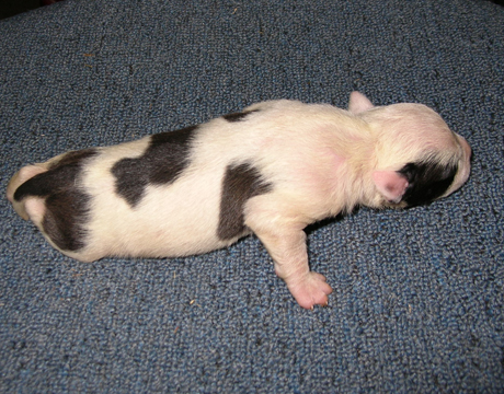 gallery/Litters/Junior-Gypsy/1wk-male3.jpg
