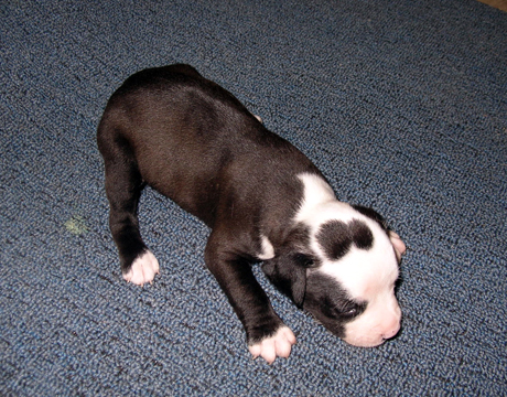 gallery/Litters/Junior-Gypsy/3wks-female1.jpg