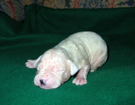 gallery/Litters/Rebel-Cayenne/10days-male4.jpg