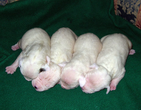 gallery/Litters/Rebel-Cayenne/10days-males.jpg