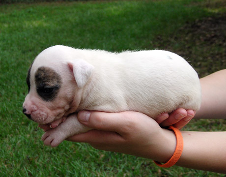 gallery/Litters/Rebel-Cayenne/3wks-female1a.jpg