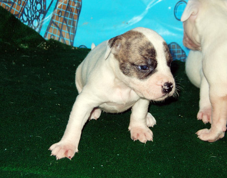 gallery/Litters/Rebel-Cayenne/3wks-female1b.jpg