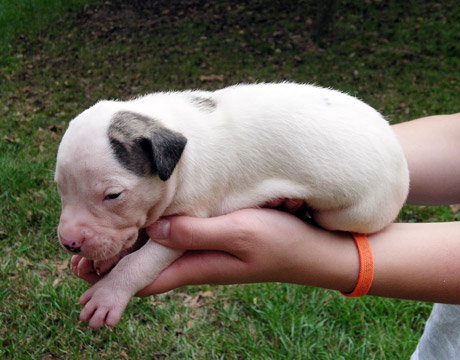 gallery/Litters/Rebel-Cayenne/3wks-female2.jpg