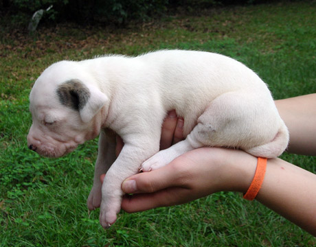gallery/Litters/Rebel-Cayenne/3wks-male1a.jpg