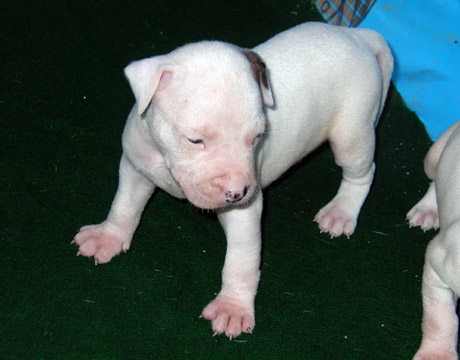 gallery/Litters/Rebel-Cayenne/3wks-male1b.jpg