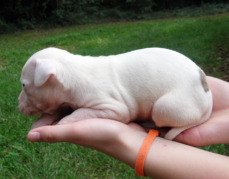 gallery/Litters/Rebel-Cayenne/3wks-male2.jpg