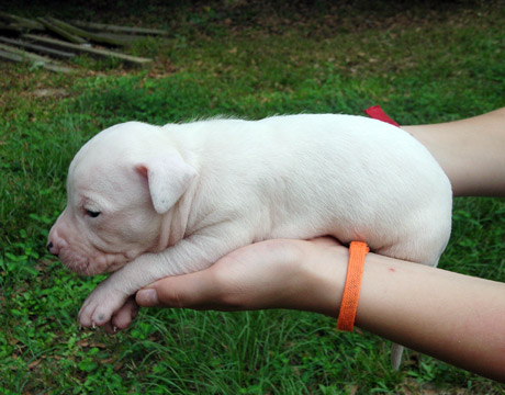 gallery/Litters/Rebel-Cayenne/3wks-male4a.jpg