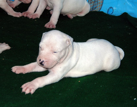 gallery/Litters/Rebel-Cayenne/3wks-male4b.jpg