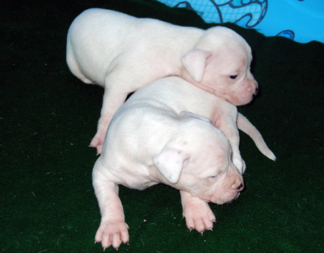 gallery/Litters/Rebel-Cayenne/3wks-males_allwhite.jpg