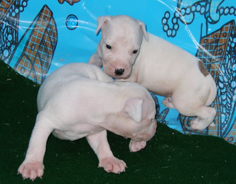 gallery/Litters/Rebel-Cayenne/3wks-males_w-spots.jpg