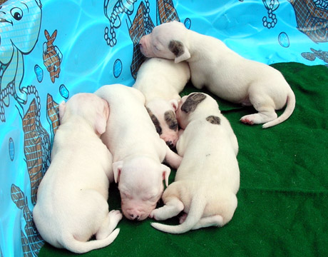 gallery/Litters/Rebel-Cayenne/3wks-pups1.jpg