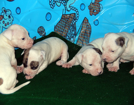 gallery/Litters/Rebel-Cayenne/3wks-pups2.jpg