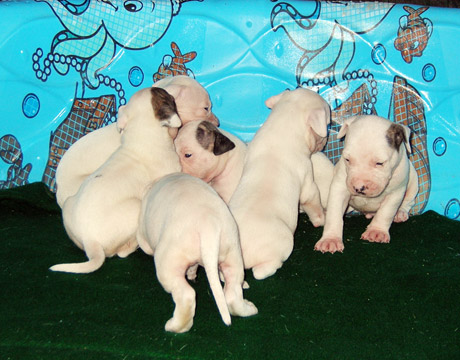 gallery/Litters/Rebel-Cayenne/3wks-pups3.jpg