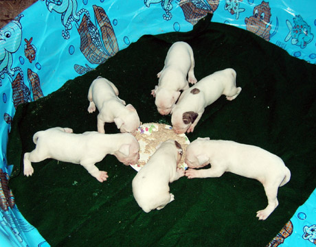 gallery/Litters/Rebel-Cayenne/3wks-pups4.jpg
