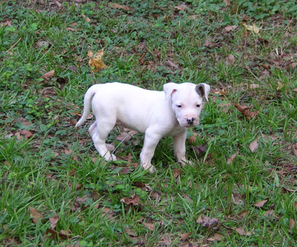 gallery/Litters/Rebel-Cayenne/5wks-DSCN3562.jpg