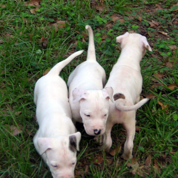 gallery/Litters/Rebel-Cayenne/5wks-DSCN3563.jpg