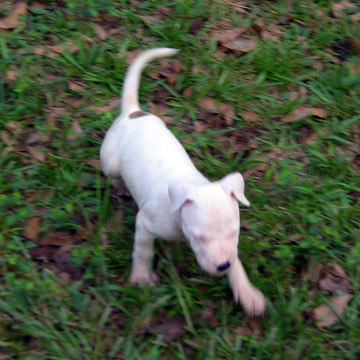 gallery/Litters/Rebel-Cayenne/5wks-DSCN3564.jpg