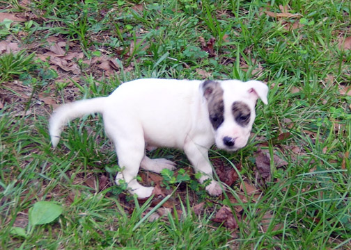 gallery/Litters/Rebel-Cayenne/5wks-DSCN3565.jpg