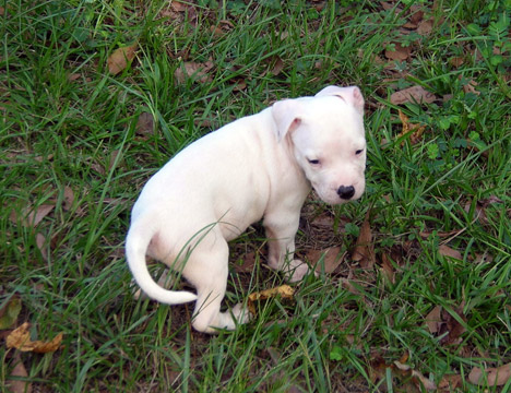 gallery/Litters/Rebel-Cayenne/5wks-DSCN3566.jpg