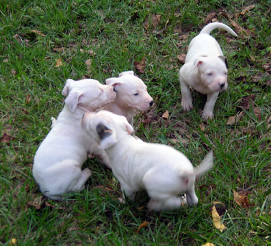 gallery/Litters/Rebel-Cayenne/5wks-DSCN3567.jpg