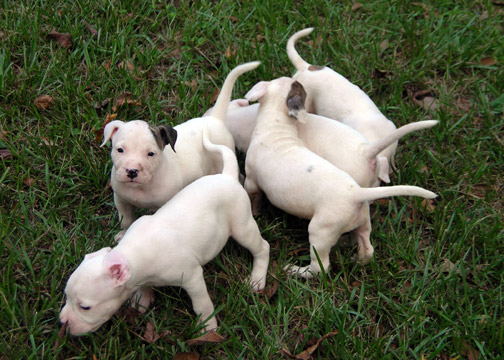 gallery/Litters/Rebel-Cayenne/5wks-DSCN3569.jpg