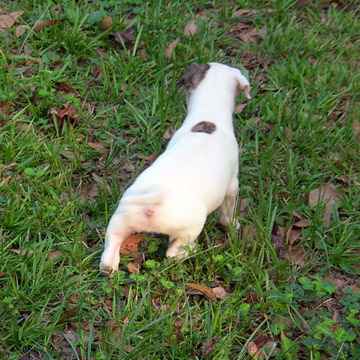 gallery/Litters/Rebel-Cayenne/5wks-DSCN3572.jpg