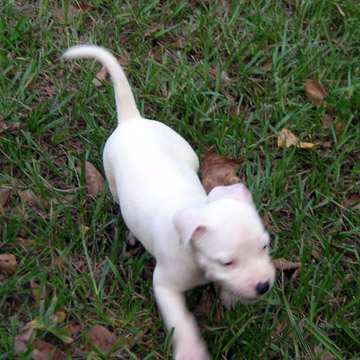 gallery/Litters/Rebel-Cayenne/5wks-DSCN3573.jpg