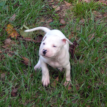 gallery/Litters/Rebel-Cayenne/5wks-DSCN3576.jpg