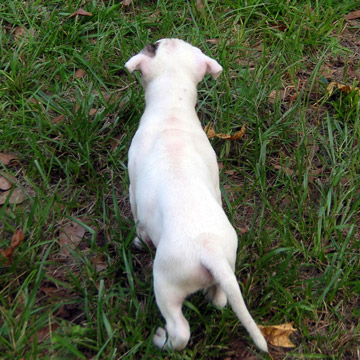 gallery/Litters/Rebel-Cayenne/5wks-DSCN3578.jpg