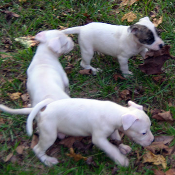 gallery/Litters/Rebel-Cayenne/5wks-DSCN3579.jpg