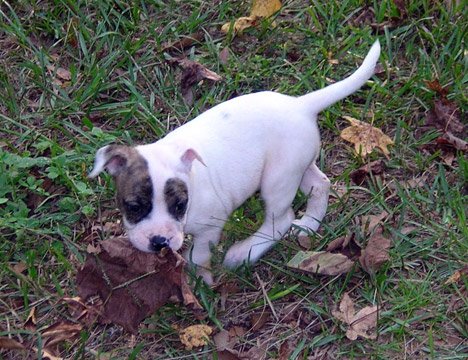 gallery/Litters/Rebel-Cayenne/5wks-DSCN3580.jpg