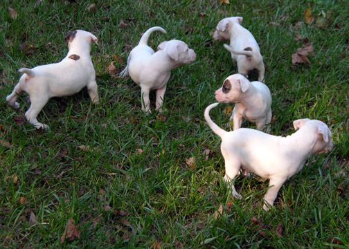 gallery/Litters/Rebel-Cayenne/5wks-DSCN3581.jpg