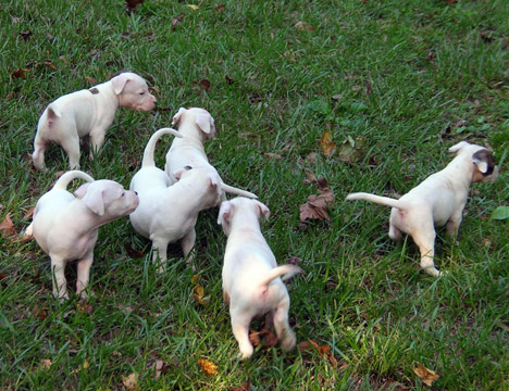 gallery/Litters/Rebel-Cayenne/5wks-DSCN3582.jpg