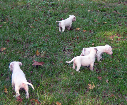 gallery/Litters/Rebel-Cayenne/5wks-DSCN3583.jpg