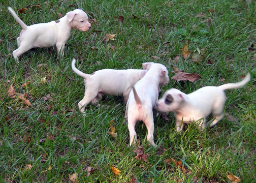gallery/Litters/Rebel-Cayenne/5wks-DSCN3584.jpg