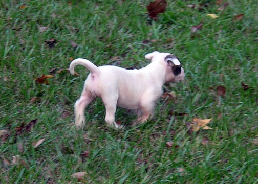 gallery/Litters/Rebel-Cayenne/5wks-DSCN3585.jpg