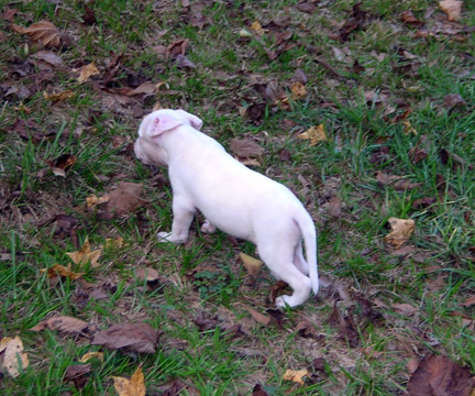 gallery/Litters/Rebel-Cayenne/5wks-DSCN3586.jpg