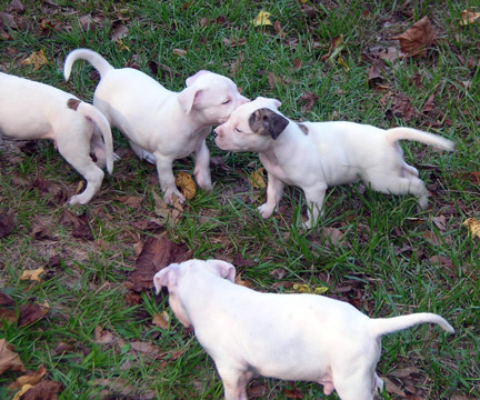 gallery/Litters/Rebel-Cayenne/5wks-DSCN3587.jpg